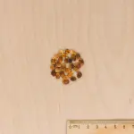 Potagères - Pastèque Mini - Love HF1 - Graines d'Exception - MEDIA_3D